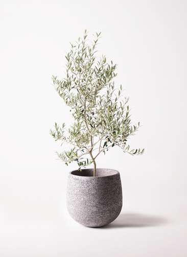 観葉植物 オリーブ 8号 アルベキーナ プラスチック鉢 観葉植物ならhitohana ひとはな