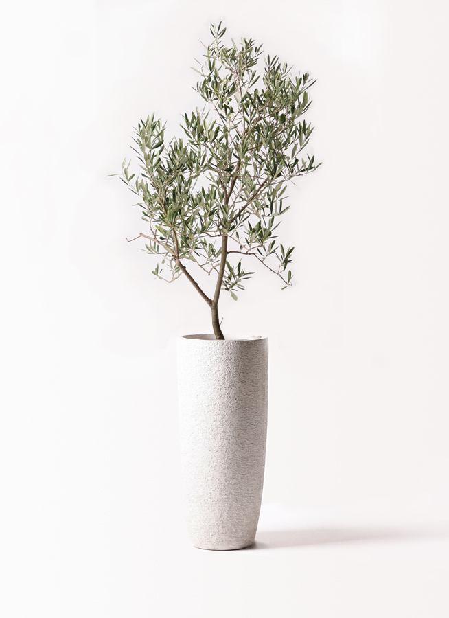オリーブの木 デルモロッコ | 観葉植物通販HitoHana(ひとはな)