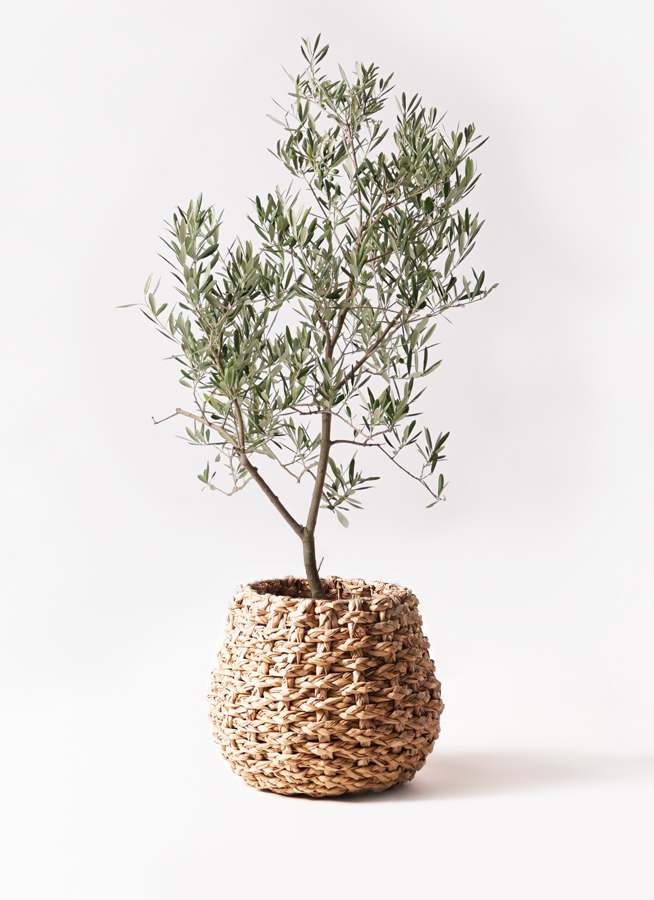 観葉植物 オリーブの木 8号 デルモロッコ 竹バスケット 付き / 小倉園