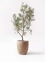 オリーブの木 デルモロッコ | 観葉植物通販HitoHana(ひとはな)
