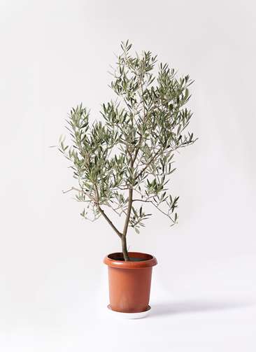 オリーブの木　デルモロッコ　8号　約110cm　K-325　希少品種　現品掲載 観葉植物 オリーブ 8号 デルモロッコ プラスチック鉢 / 小倉園 | 観葉