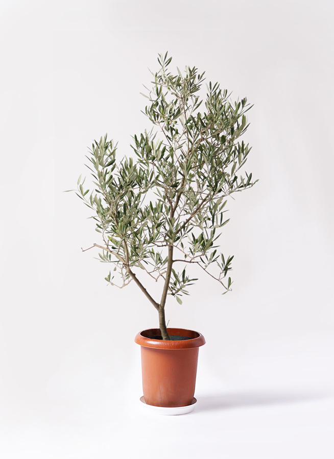 観葉植物 オリーブの木 8号 デルモロッコ エステリ グリーン
