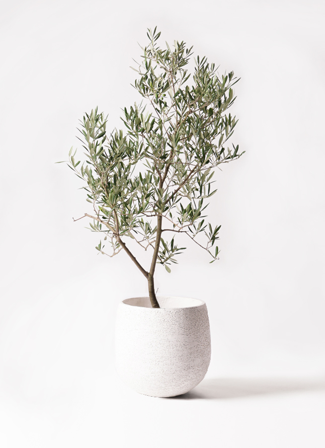 オリーブの木 デルモロッコ | 観葉植物通販HitoHana(ひとはな)