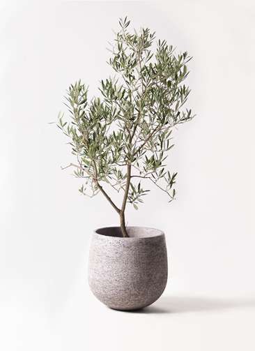 オリーブの木　デルモロッコ　8号　約110cm　K-325　希少品種　現品掲載 観葉植物 オリーブの木 8号 デルモロッコ エコストーンGray 付き