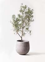 観葉植物 オリーブの木 8号 デルモロッコ エコストーンGray 付き