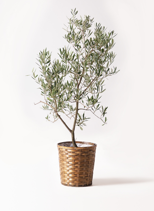 オリーブの木　デルモロッコ 1.jpg?1502522908