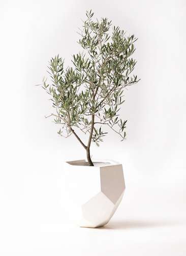 観葉植物 オリーブの木 8号 デルモロッコ ポリゴヘクサ 白 付き / 小倉