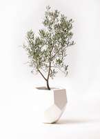 観葉植物 オリーブの木 8号 デルモロッコ ポリゴヘクサ 白 付き / 小倉