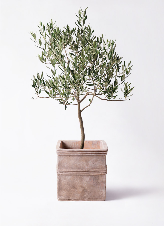 オリーブの木 ハーディーズマンモス | 観葉植物 | 送料無料でお届け