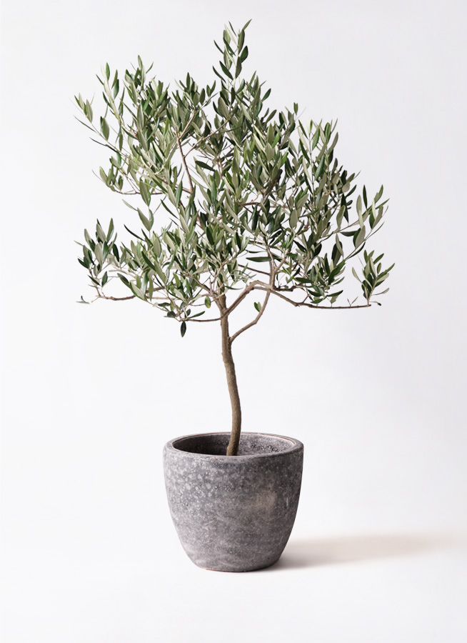 観葉植物 オリーブの木 8号 ハーディーズマンモス アート