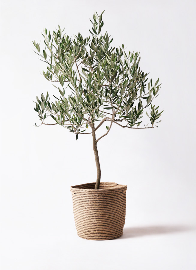 観葉植物 オリーブの木 8号 ハーディーズマンモス アート