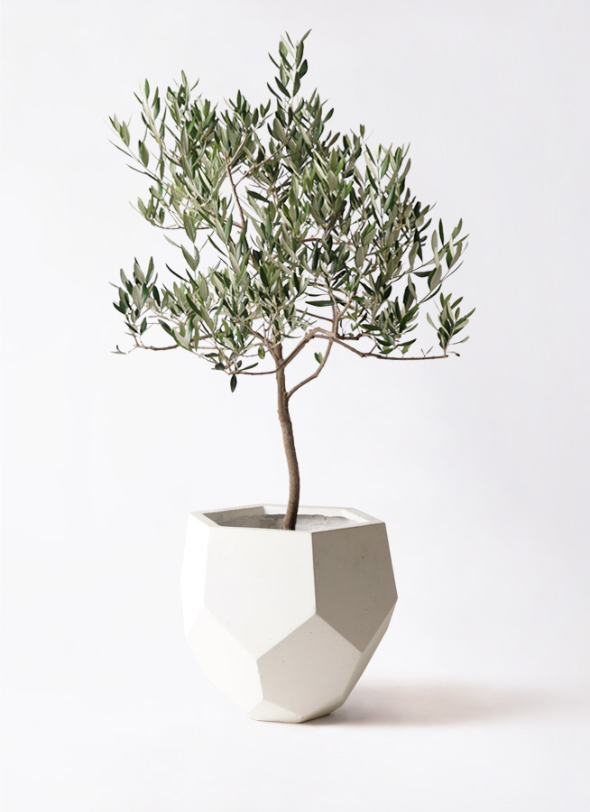 観葉植物 オリーブの木 8号 ハーディーズマンモス ポリゴヘクサ