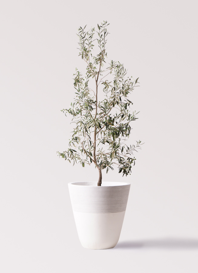 観葉植物 オリーブの木 10号 ワンセブンセブン ジュピター 白 付き