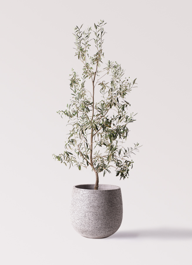 観葉植物 オリーブの木 10号 ワンセブンセブン アートストーン
