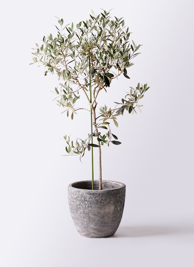 オリーブの木  植木 １本8,000円→7,000円【7月25日出品終了】 HGW8A23【美樹形】オリーブの木 ワンセブンセブン（177）約65cm - メルカリ