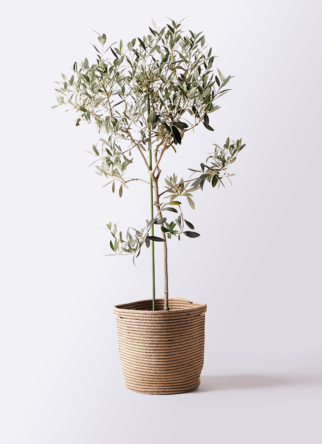 オリーブの木　植木　観葉植物 楽天市場】オリーブの木 観葉植物 オリーブ 鉢植え 8号 寒さ暑さに強い フラワー・ガーデニング