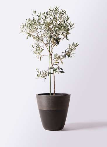 オリーブの木　ワンセブンセブン　7号　約130cm　K-318　現品掲載 観葉植物 オリーブの木 8号 ワンセブンセブン ジュピター 黒 付き