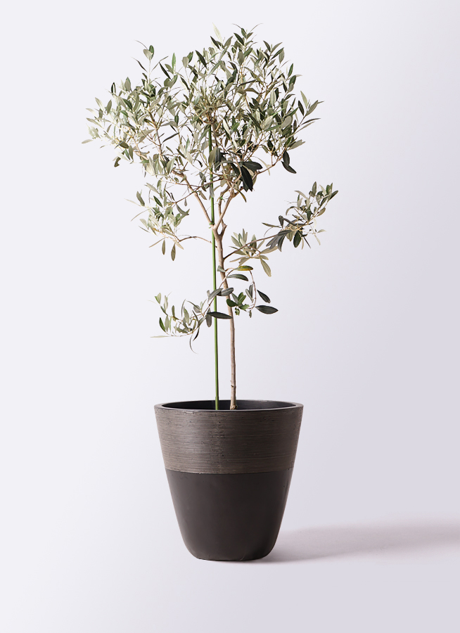 観葉植物 オリーブの木 8号 ワンセブンセブン ジュピター 黒 付き