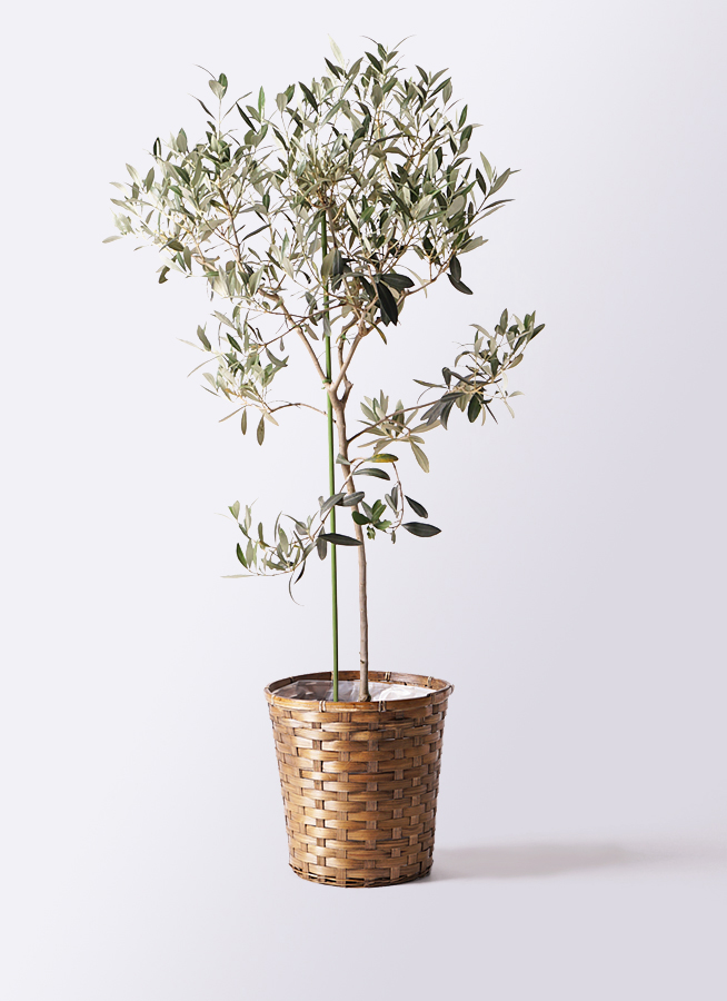 小倉園のオリーブ アイセブンセブン | 観葉植物ならHitoHana（ひとはな）
