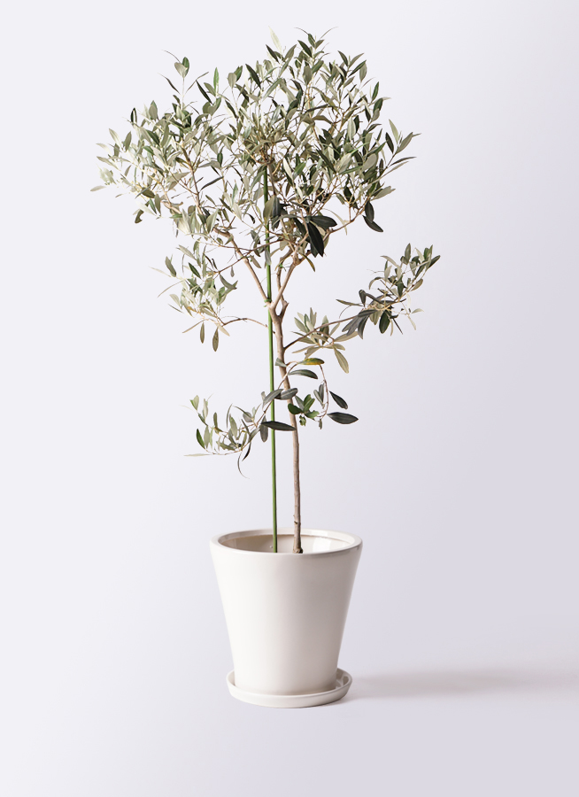 観葉植物 オリーブの木 8号 ワンセブンセブン エコストーントール