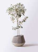 観葉植物 オリーブの木 8号 ワンセブンセブン エコストーンGray 付き