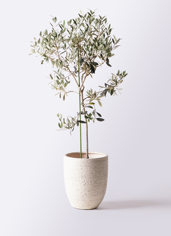 小倉園のオリーブ アイセブンセブン | 観葉植物ならHitoHana（ひとはな）