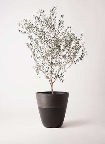 オリーブの木　カヨンヌ 実付き 接木　直立性植物 オリーブの木 カヨンヌ 実付き 接木 直立性植物