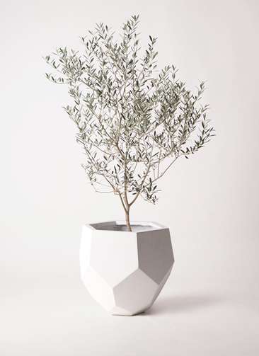 オリーブの木　カヨンヌ 観葉植物 オリーブの木 8号 カヨンヌ ポリゴヘクサ 白 付き
