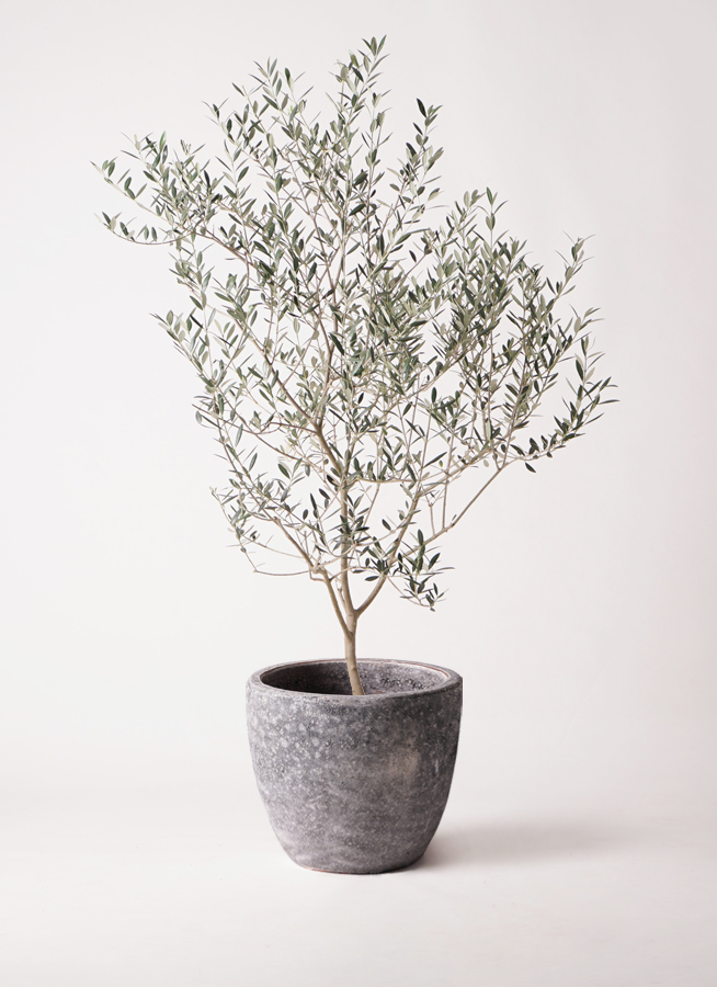 オリーブの木　カヨンヌ 珍しい品種 オリーブの木 カヨンヌ その他インテリア雑貨 PLANTS