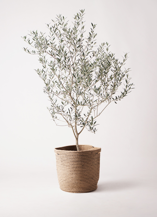 観葉植物 オリーブの木 8号 カヨンヌ プラスチック鉢 / 小倉園