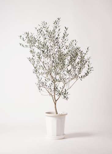 極太　オリーブの木　カヨンヌ 観葉植物 オリーブの木 8号 カヨンヌ エコストーンGray 付き