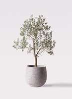 オリーブの木　ピッチョリーネ　7号　約105cm　NO.512　人気品種　一点物 オリーブの木 ピッチョリーネ 7号 約105cm NO.512 人気品種 一点物