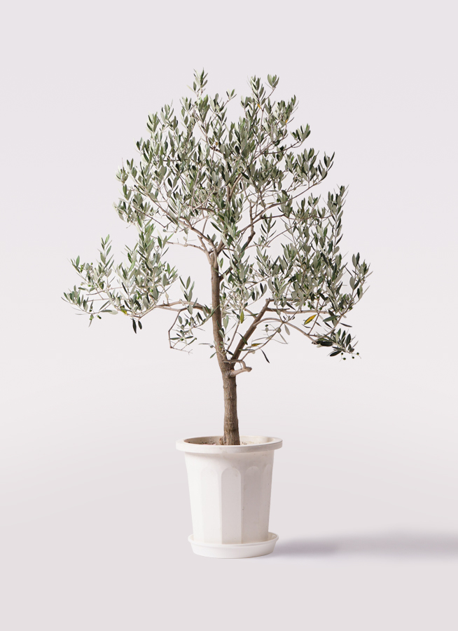 観葉植物 オリーブの木 10号 ピッチョリーネ セドナロング 墨