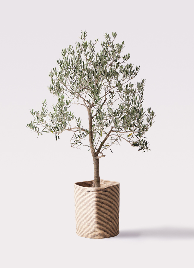 観葉植物 オリーブの木 10号 ピッチョリーネ セドナロング 墨