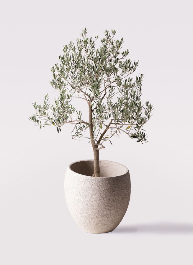 オリーブの木 ピッチョリーネ | 観葉植物通販HitoHana(ひとはな)