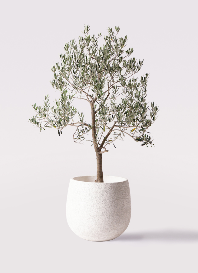 観葉植物 オリーブの木 10号 ピッチョリーネ セドナロング 墨 付き