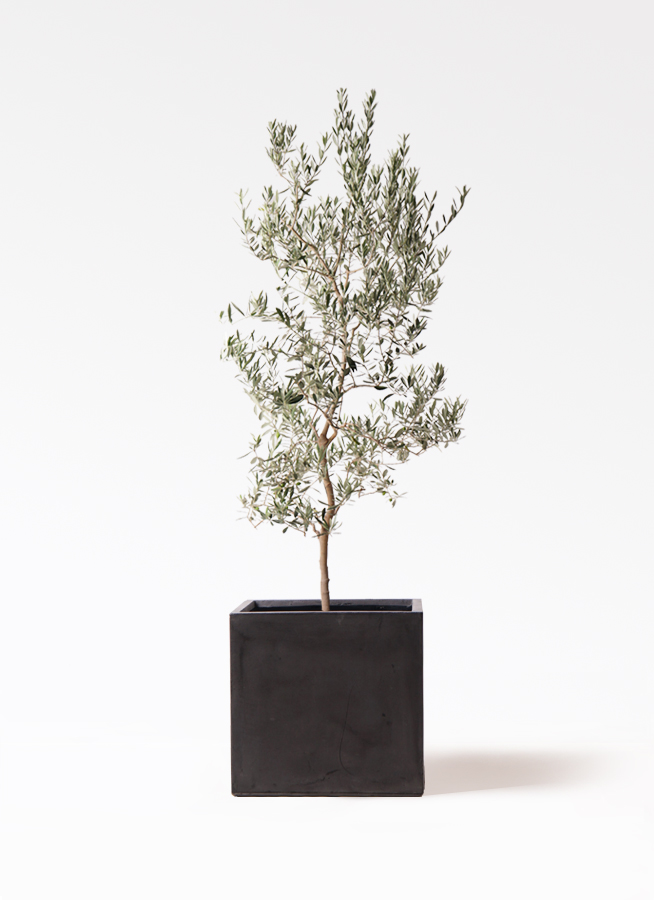 オリーブの木 バロウニ 小倉園