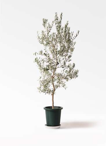 オリーブ　古木　10号鉢つき　白肌❗大株❗　① 観葉植物 オリーブ 10号 創樹 プラスチック鉢 | 観葉植物ならHitoHana
