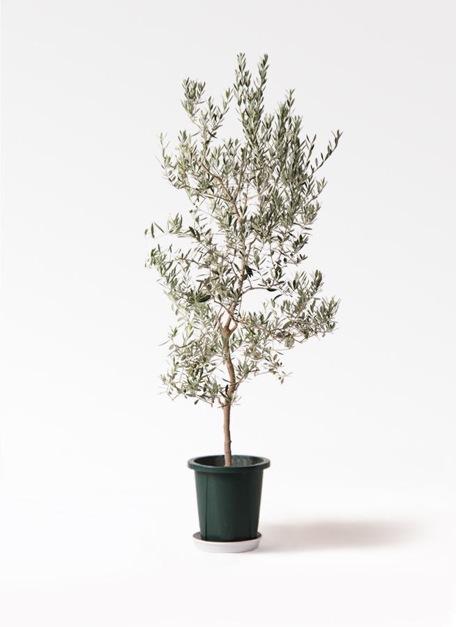 観葉植物 オリーブの木 10号 バロウニ ラスターポット 付き