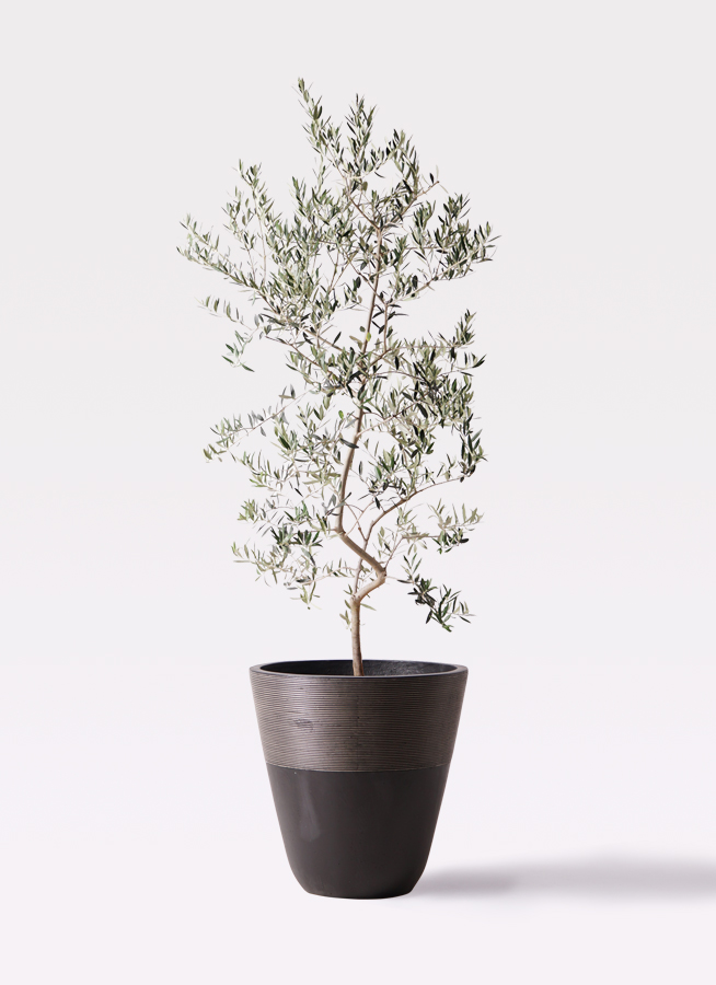 オリーブの木　ペンドリノ　10号　約160cm　K-339　現品掲載 観葉植物 オリーブの木 10号 ペンドリノ ジュピター 黒 付き / 小倉園