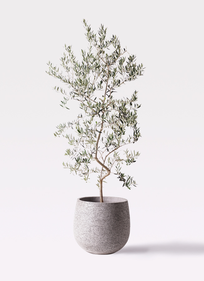 観葉植物 オリーブの木 10号 ペンドリノ サブリナ 白 付き / 小倉園