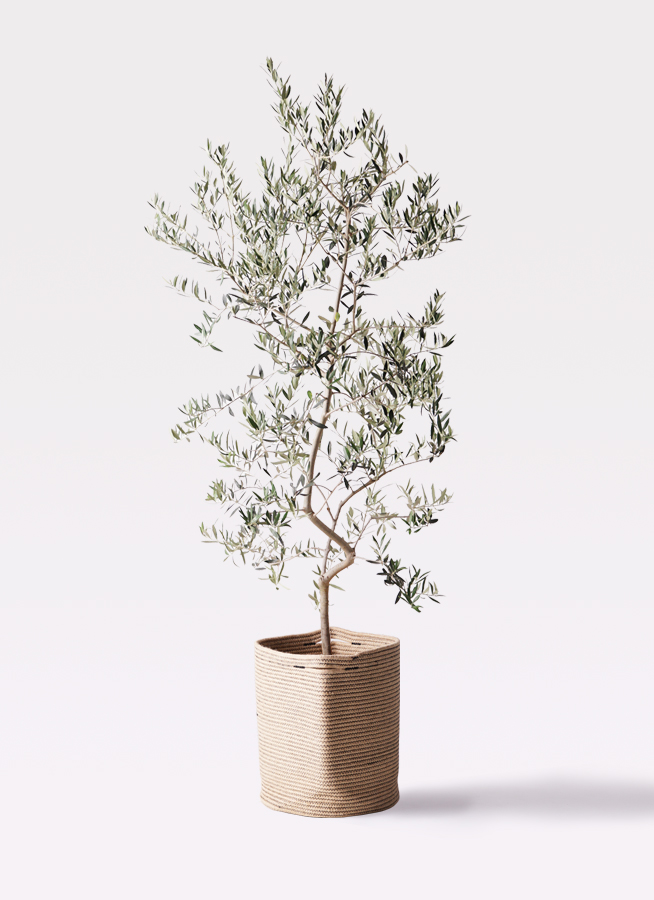 観葉植物 オリーブ 10号 ペンドリノ プラスチック鉢 | 観葉植物なら