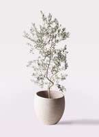 観葉植物 オリーブ 10号 ペンドリノ プラスチック鉢 | 観葉植物なら