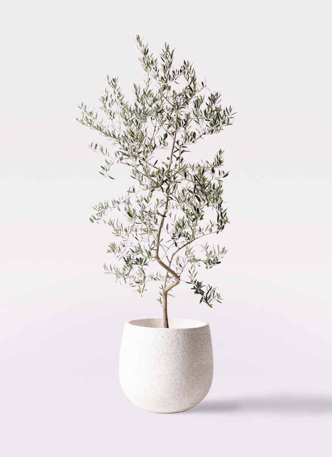 オリーブの木　ペンドリノ　10号　約160cm　K-339　現品掲載 オリーブの木 ペンドリノ | 観葉植物通販HitoHana(ひとはな)