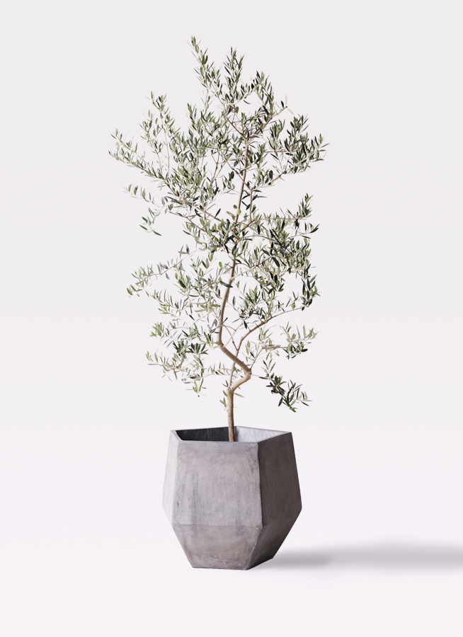 オリーブの木 ペンドリノ 10号 約160cm K-339 現品掲載 NEWペンドリノ