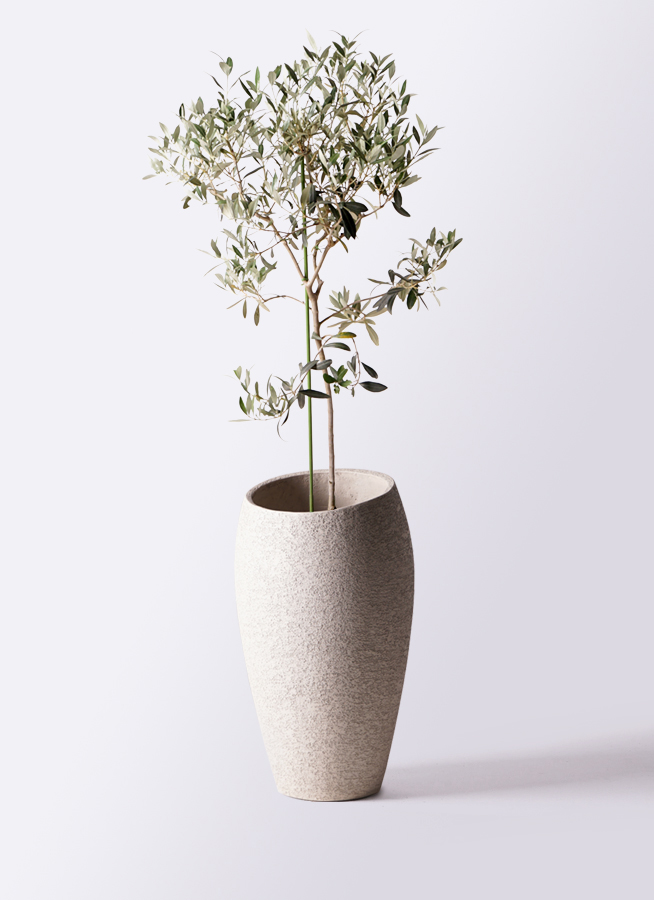 観葉植物 オリーブの木 8号 ワンセブンセブン アビスソニアミドル 灰