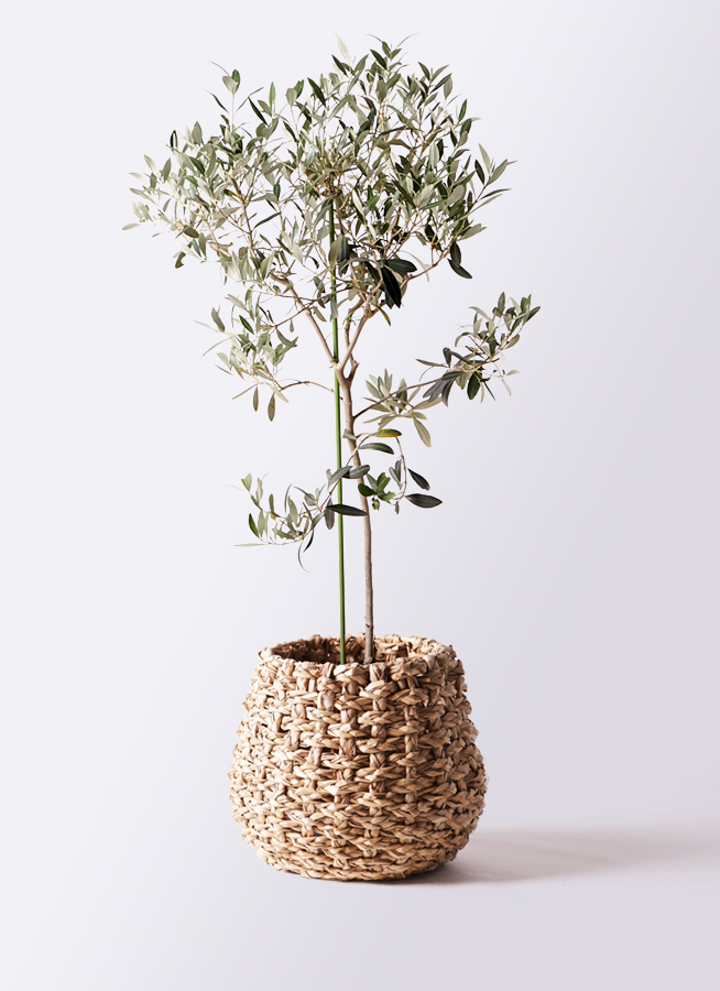 観葉植物 オリーブの木 8号 ワンセブンセブン エコストーンGray 付き