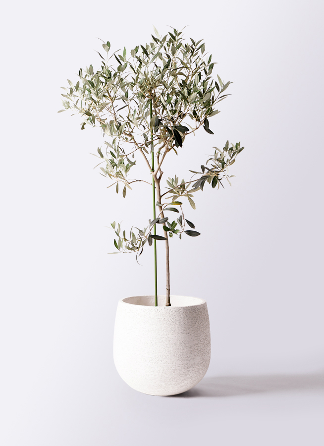 観葉植物 オリーブの木 8号 ワンセブンセブン エコストーンGray 付き