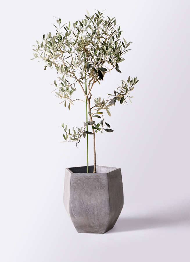 観葉植物 オリーブの木 8号 ワンセブンセブン アビスソニアミドル 灰