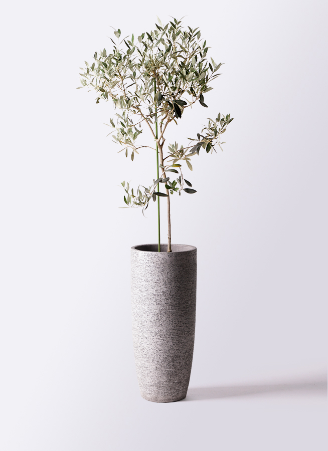 観葉植物 オリーブの木 8号 ワンセブンセブン エコストーンGray 付き
